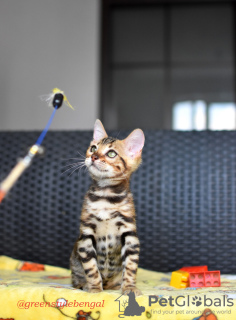 Photo №2 to announcement № 23316 for the sale of bengal cat - buy in Belarus private announcement, from nursery, breeder