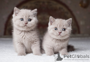 Photo №1. british shorthair - for sale in the city of Monaco | Is free | Announcement № 130812