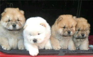 Photo №1. chow chow - for sale in the city of Dramscell | 465$ | Announcement № 169425