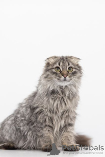 Photo №3. Kitten Manul in good hands. Russian Federation