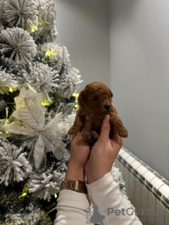 Additional photos: Miniature toy poodle