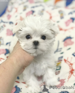 Photo №1. maltese dog - for sale in the city of Kiev | 2000$ | Announcement № 167462