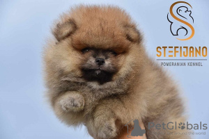 Photo №4. I will sell pomeranian in the city of Loznica.  - price - Is free