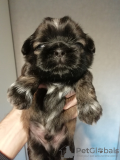 Additional photos: Purebred Shih Tzu puppies.