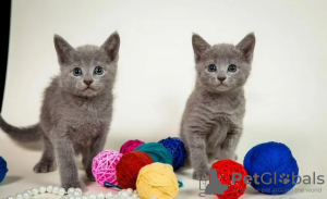 Photo №4. I will sell russian blue in the city of Амстердам. breeder - price - 1268$