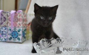 Photo №1. maine coon - for sale in the city of Berchtesgaden | negotiated | Announcement № 160414