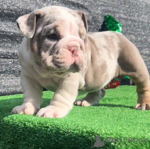 Photo №2 to announcement № 112254 for the sale of english bulldog - buy in Lithuania private announcement