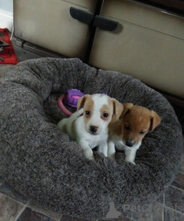 Photo №3. Male and female Jack Russell Puppies ready to go now. Cyprus