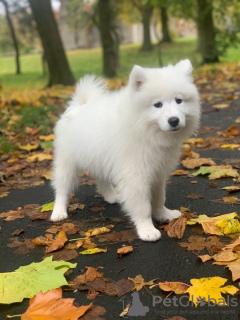 Photo №4. I will sell samoyed dog in the city of Vilnius.  - price - 370$