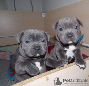 Photo №1. american staffordshire terrier - for sale in the city of Prague | negotiated | Announcement № 109964