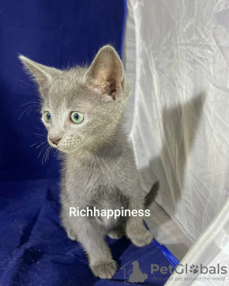 Photo №4. I will sell russian blue in the city of Kiev. breeder - price - 532$