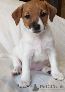 Photo №1. jack russell terrier - for sale in the city of St. Petersburg | 403$ | Announcement № 9395