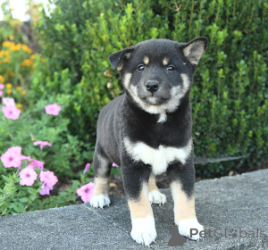Photo №2 to announcement № 158306 for the sale of shiba inu - buy in Greece 