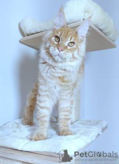 Photo №1. maine coon - for sale in the city of Hartford | 800$ | Announcement № 109880