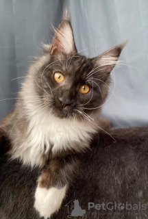Photo №2 to announcement № 10567 for the sale of maine coon - buy in Russian Federation 