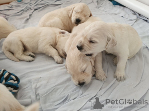 Photo №4. I will sell golden retriever in the city of Москва. private announcement, breeder - price - 475$