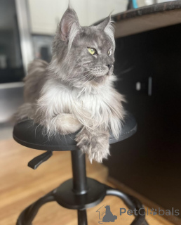 Photo №2 to announcement № 155178 for the sale of maine coon - buy in Italy breeder