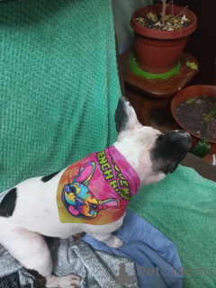 Photo №3. Exquisite 10-Week-Old Female French Bulldog Puppy AKC Registered (Glasgow, UK). United Kingdom