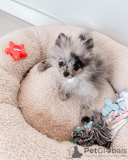 Photo №1. pomeranian - for sale in the city of Гамбург | 317$ | Announcement № 127472