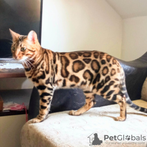 Additional photos: bengal kittens for sale
