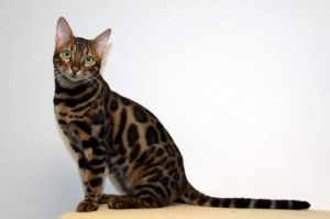 Photo №2. Mating service bengal cat. Price - 134$