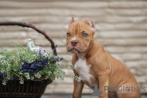 Additional photos: American Bully