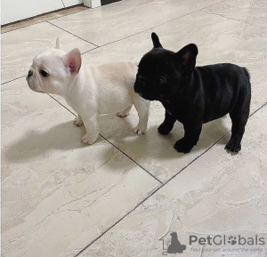 Photo №1. french bulldog - for sale in the city of Helsinki | negotiated | Announcement № 127542