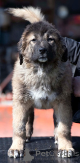 Photo №4. I will sell caucasian shepherd dog in the city of Москва. from nursery - price - negotiated