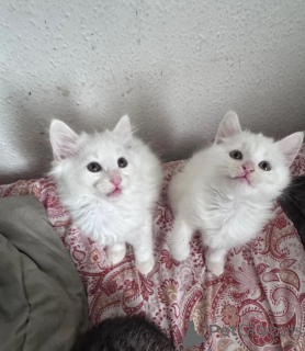 Photo №1. siberian cat - for sale in the city of GINSHEIM-GUSTAVSBURG | 361$ | Announcement № 173927