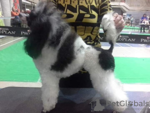 Photo №3. Harlequin poodle. Russian Federation