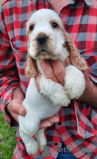 Photo №3. English Cocker Spaniel puppies. Serbia