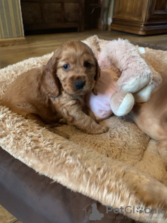 Photo №2 to announcement № 79072 for the sale of american cocker spaniel - buy in Netherlands private announcement, from nursery