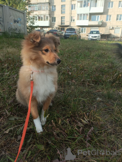 Photo №4. I will sell shetland sheepdog in the city of Yekaterinburg. breeder - price - negotiated