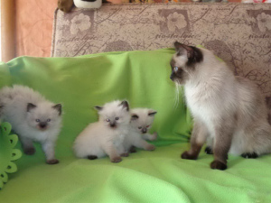 Photo №3. Purebred Thai kittens age 1 month. Russian Federation