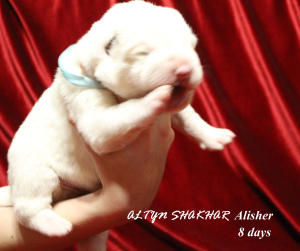 Photo №1. central asian shepherd dog - for sale in the city of Tyumen | Negotiated | Announcement № 4462