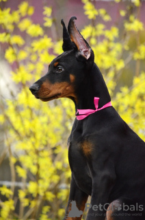 Additional photos: Doberman puppies