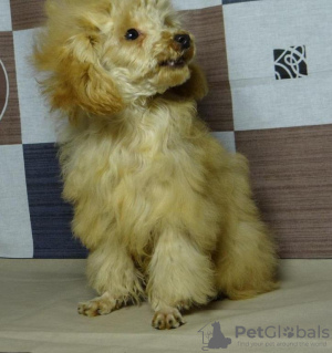 Photo №4. I will sell poodle (toy) in the city of Minsk. private announcement, from nursery, breeder - price - negotiated