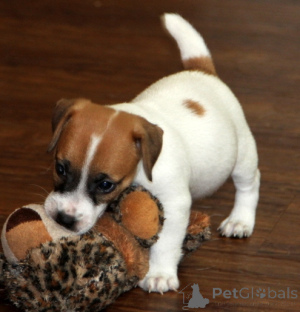 Photo №1. jack russell terrier - for sale in the city of Aarbergen | 235$ | Announcement № 144445