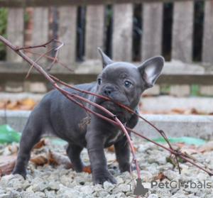 Photo №1. french bulldog - for sale in the city of Namur | 188$ | Announcement № 129078