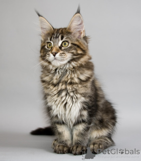 Photo №2 to announcement № 165492 for the sale of maine coon - buy in Finland private announcement, breeder