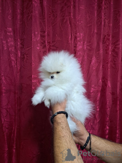 Additional photos: Beautiful Pomeranian puppies