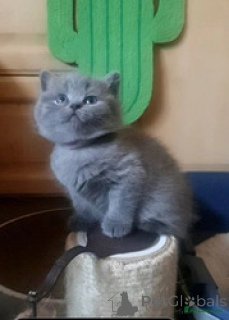 Photo №1. british shorthair - for sale in the city of Ramstein-Miesenbach | 516$ | Announcement № 164521