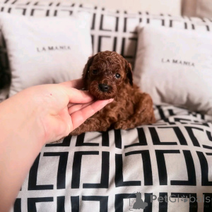 Photo №2 to announcement № 138056 for the sale of poodle (toy) - buy in Spain breeder