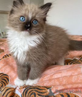 Photo №1. ragdoll - for sale in the city of Milan | negotiated | Announcement № 170879