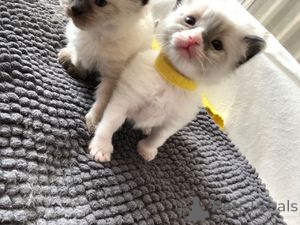 Photo №1. ragdoll - for sale in the city of Berlin | 258$ | Announcement № 157422