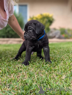 Photo №1. non-pedigree dogs - for sale in the city of Glasgow | 1035$ | Announcement № 138826
