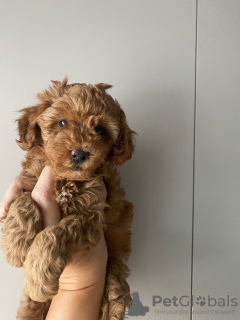 Photo №3. Miniature poodle puppies. Poland