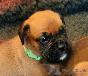 Photo №3. Boxer puppies for sale. United States