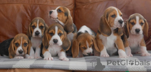 Photo №1. beagle - for sale in the city of Stockholm | negotiated | Announcement № 113229