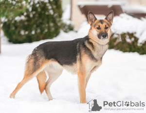 Photo №3. Beautiful mestizo dog Yasna 2 years old in good hands. Russian Federation